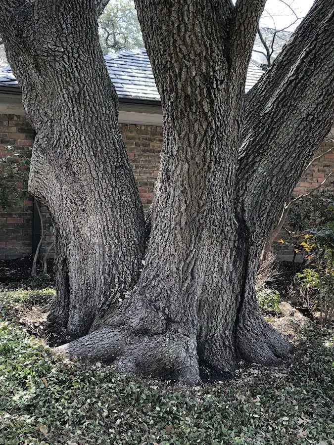 Mature heritage tree close to a Fowler property cared for by certified arborists